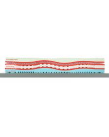 Plasmatic MED 3D EVO H32 THERMIC